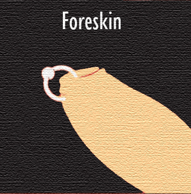 foreskin