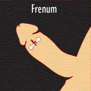 Frenulum